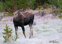Alces alces